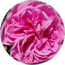 Mrs Nielsen profile picture